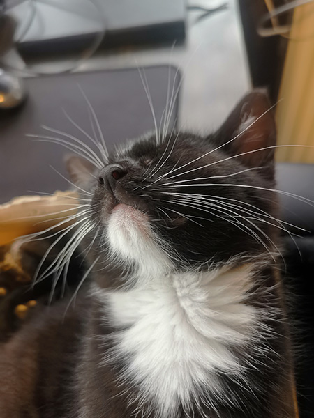 Kitty-lithophane-original.jpg