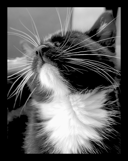 Kitty-lithophane-edited.jpg